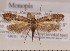  ( - CLV1954)  @14 [ ] Copyright (2011) David C. Lees Unspecified