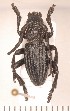  (Iberodorcadion castilianum var. ardoisi - CLV2070)  @13 [ ] Copyright (2011) David C. Lees Unspecified