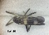  (Chasmatonotus - ATBI000015464)  @11 [ ] by (2023) Unspecified Discover Life in America