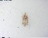  (Pterodectes - ATBI000028213)  @11 [ ] by (2023) Unspecified Discover Life in America