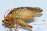  (Capnogryllacris spinosa - DBJ-10)  @13 [ ] CreativeCommons - Attribution (2010) Zhi-Jun Zhou Centre for Biodiversity Genomics