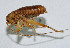  ( - DBJ-2)  @12 [ ] CreativeCommons - Attribution (2010) Zhi-Jun Zhou Centre for Biodiversity Genomics