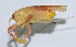  (Homogryllacris gladiata - DBJ-21)  @13 [ ] CreativeCommons - Attribution (2010) Zhi-Jun Zhou Centre for Biodiversity Genomics