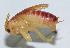  (Homogryllacris rufovaria - DBJ-22)  @13 [ ] CreativeCommons - Attribution (2010) Zhi-Jun Zhou Centre for Biodiversity Genomics