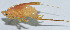  (Homogryllacris yunnana - DBJ-23)  @13 [ ] CreativeCommons - Attribution (2010) Zhi-Jun Zhou Centre for Biodiversity Genomics