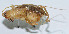  ( - DBJ-27)  @12 [ ] CreativeCommons - Attribution (2010) Zhi-Jun Zhou Centre for Biodiversity Genomics