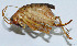  ( - DBJ-29)  @12 [ ] CreativeCommons - Attribution (2010) Zhi-Jun Zhou Centre for Biodiversity Genomics