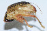  (Ocellarnaca fuscotessellata - DBJ-32)  @13 [ ] CreativeCommons - Attribution (2010) Zhi-Jun Zhou Centre for Biodiversity Genomics