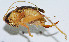  ( - DBJ-33)  @13 [ ] CreativeCommons - Attribution (2010) Zhi-Jun Zhou Centre for Biodiversity Genomics