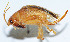  ( - DBJ-35)  @13 [ ] CreativeCommons - Attribution (2010) Zhi-Jun Zhou Centre for Biodiversity Genomics