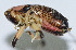  (Ocellarnaca sp. BD01 - DBJ-47)  @13 [ ] CreativeCommons - Attribution (2010) Zhi-Jun Zhou Centre for Biodiversity Genomics