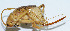  (Ocellarnaca sp. BD04 - DBJ-62)  @13 [ ] CreativeCommons - Attribution (2010) Zhi-Jun Zhou Centre for Biodiversity Genomics