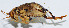  (Ocellarnaca sp. BD02 - DBJ-63)  @13 [ ] CreativeCommons - Attribution (2010) Zhi-Jun Zhou Centre for Biodiversity Genomics