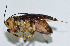  (Asarcogryllacridini - DBJ-64)  @13 [ ] CreativeCommons - Attribution (2010) Zhi-Jun Zhou Centre for Biodiversity Genomics
