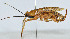  (Ocellarnaca conica - DBJ-71)  @13 [ ] CreativeCommons - Attribution (2010) Zhi-Jun Zhou Centre for Biodiversity Genomics