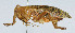  ( - DBJ-74)  @13 [ ] CreativeCommons - Attribution (2010) Zhi-Jun Zhou Centre for Biodiversity Genomics