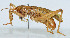  ( - DBJ-75)  @14 [ ] CreativeCommons - Attribution (2010) Zhi-Jun Zhou Centre for Biodiversity Genomics