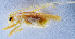  ( - DBJ-81)  @13 [ ] CreativeCommons - Attribution (2010) Zhi-Jun Zhou Centre for Biodiversity Genomics