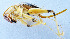  (Ocellarnaca sp. BD03 - DBJ-83)  @13 [ ] CreativeCommons - Attribution (2010) Zhi-Jun Zhou Centre for Biodiversity Genomics