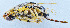  ( - DBJ-86)  @13 [ ] CreativeCommons - Attribution (2010) Zhi-Jun Zhou Centre for Biodiversity Genomics