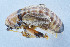  (Ocellarnaca emeiensis - DBJ-87)  @12 [ ] CreativeCommons - Attribution (2010) Zhi-Jun Zhou Centre for Biodiversity Genomics