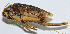  (Capnogryllacris nigromarginata - DBJ-9)  @13 [ ] CreativeCommons - Attribution (2010) Zhi-Jun Zhou Centre for Biodiversity Genomics