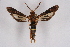  ( - FP Lep 00557)  @14 [ ] CreativeCommons - Attribution Non-Commercial Share-Alike (2009) Unspecified Sesiidae Research Group
