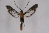  ( - FP Lep 00564)  @13 [ ] CreativeCommons - Attribution Non-Commercial Share-Alike (2009) Unspecified Sesiidae Research Group