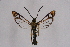  (Synanthedon - FP Lep 00566)  @15 [ ] CreativeCommons - Attribution Non-Commercial Share-Alike (2009) Unspecified Sesiidae Research Group