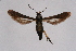  ( - FP Lep 00581)  @11 [ ] CreativeCommons - Attribution Non-Commercial Share-Alike (2009) Unspecified Sesiidae Research Group