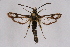  (Pyropteron hellenicum - FP Lep 00592)  @13 [ ] CreativeCommons - Attribution Non-Commercial Share-Alike (2009) Unspecified Sesiidae Research Group