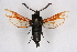  (Paranthrene karli - FP Lep 00617)  @13 [ ] CreativeCommons - Attribution Non-Commercial Share-Alike (2009) Unspecified Sesiidae Research Group