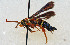  (Vitacea admirandus - CCDB-04612 B04)  @12 [ ] CreativeCommons - Attribution Non-Commercial Share-Alike (2010) Sesiidae Research Group Sesiidae Research Group
