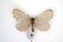  ( - BC-EH-R203)  @14 [ ] CreativeCommons - Attribution Non-Commercial Share-Alike (2010) Sesiidae Research Group Sesiidae Research Group