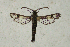  (Thyranthrene cf. albicincta - CCDB-04616 C01)  @13 [ ] CreativeCommons - Attribution Non-Commercial Share-Alike (2010) Sesiidae Research Group Sesiidae Research Group