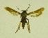  ( - RS Lep 00003)  @13 [ ] CreativeCommons - Attribution Non-Commercial Share-Alike (2009) Unspecified Sesiidae Research Group