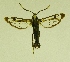 ( - RS Lep 00025)  @12 [ ] CreativeCommons - Attribution Non-Commercial Share-Alike (2009) Unspecified Sesiidae Research Group