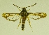  (Bembecia illustris - RS Lep 00054)  @13 [ ] CreativeCommons - Attribution Non-Commercial Share-Alike (2009) Unspecified Sesiidae Research Group