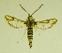  ( - RS Lep 00064)  @13 [ ] CreativeCommons - Attribution Non-Commercial Share-Alike (2009) Unspecified Sesiidae Research Group