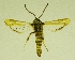  ( - RS Lep 00070)  @13 [ ] CreativeCommons - Attribution Non-Commercial Share-Alike (2010) Sesiidae Research Group Sesiidae Research Group