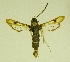  ( - RS Lep 00081)  @13 [ ] CreativeCommons - Attribution Non-Commercial Share-Alike (2009) Unspecified Sesiidae Research Group
