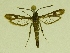  (Pyropteron meriaeformis - RS Lep 00086)  @14 [ ] CreativeCommons - Attribution Non-Commercial Share-Alike (2009) Unspecified Sesiidae Research Group