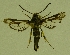  ( - CCDB-04643 B06)  @11 [ ] CreativeCommons - Attribution Non-Commercial Share-Alike (2010) Sesiidae Research Group Sesiidae Research Group