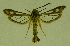  ( - CCDB-04643 C05)  @11 [ ] CreativeCommons - Attribution Non-Commercial Share-Alike (2010) Sesiidae Research Group Sesiidae Research Group