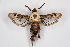  ( - CCDB-04641 E05)  @15 [ ] CreativeCommons - Attribution Non-Commercial Share-Alike (2010) Sesiidae Research Group Sesiidae Research Group