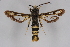  (Bembecia cf. aloisi - CCDB-04641 F11)  @13 [ ] CreativeCommons - Attribution Non-Commercial Share-Alike (2010) Sesiidae Research Group Sesiidae Research Group