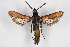  ( - CCDB-04608 C03)  @14 [ ] CreativeCommons - Attribution Non-Commercial Share-Alike (2010) Sesiidae Research Group Sesiidae Research Group