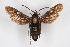  (Bembecia salangica - CCDB-04608 C10)  @13 [ ] CreativeCommons - Attribution Non-Commercial Share-Alike (2010) Sesiidae Research Group Sesiidae Research Group