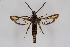  (Bembecia blanka - CCDB-04608 D04)  @14 [ ] CreativeCommons - Attribution Non-Commercial Share-Alike (2010) Sesiidae Research Group Sesiidae Research Group