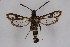  ( - CCDB-04641 G09)  @12 [ ] CreativeCommons - Attribution Non-Commercial Share-Alike (2010) Sesiidae Research Group Sesiidae Research Group